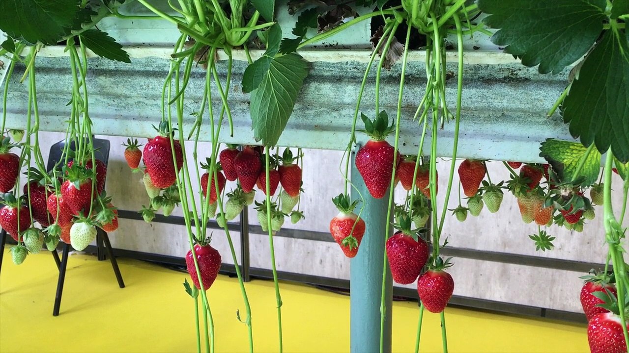 La 95e foire d'Avignon ouvre ses portes