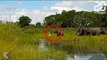 Un éléphant attaqué par un crocodile - Le Rewind du vendredi 14 avril