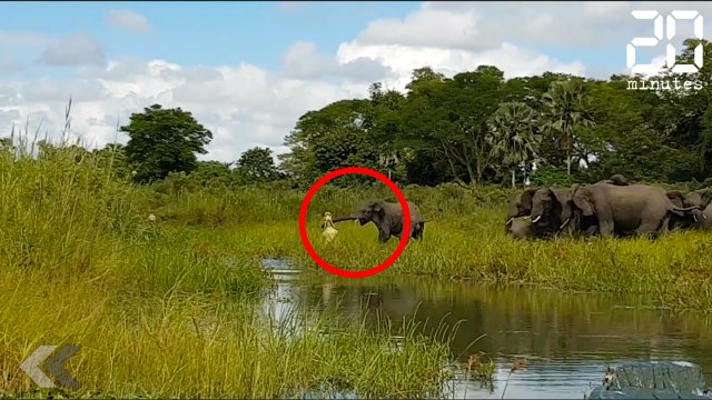 Un éléphant attaqué par un crocodile - Le Rewind du vendredi 14 avril