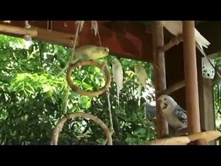 Çocuklar için Hayvanların Sesleri ve Görüntüleri