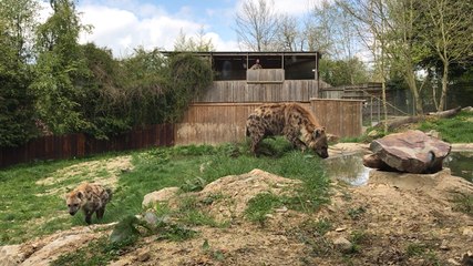 Les goûters et safaris des animaux au parc du Cerza