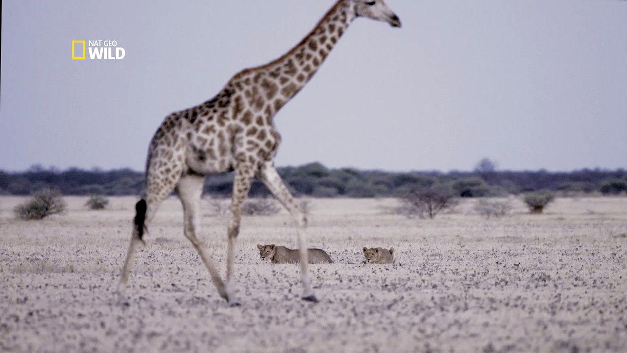 Lions chassent girafe