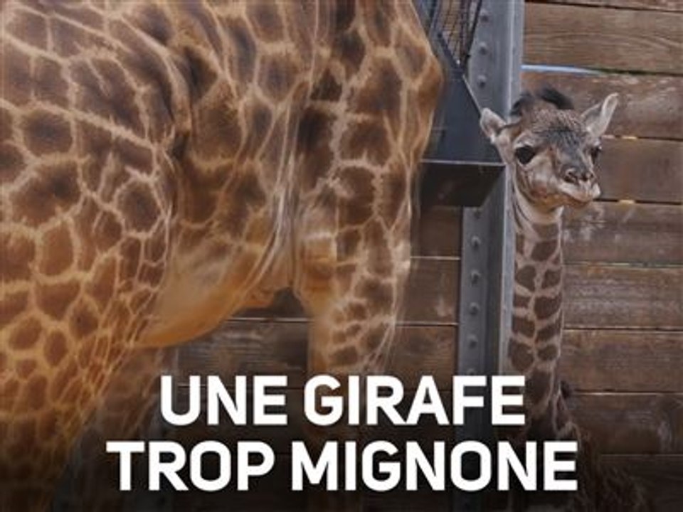 Une adorable toute petite girafe découvre le monde !