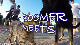 Cat meets 50 dogs at a dog show