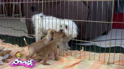 Chihuahua Puppies First Day Home Part 7!