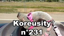 Koreusity n°231