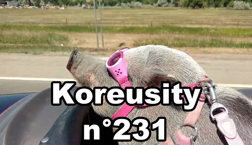 Koreusity n°231