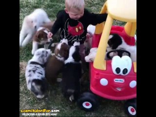 Vahşi Yavru Köpeklerin Saldırısına Uğrayan Ufaklık