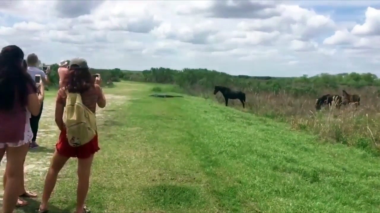HORSE ATTACKS ALLIGATOR BRAND NEW 2017
