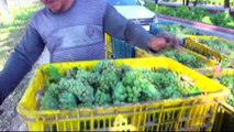 Viticulture : quand la Chine sera le premier producteur de vin au monde