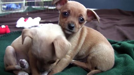 Chihuahua Puppies Quiet Time Part 8!