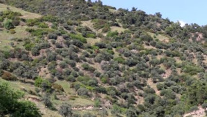 Kayalıklara Düşen Paraşütçü 3 Saatte Kurtarıldı