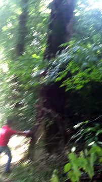 Tree Pruning, Tree Trimming, Tree Removal Columbia