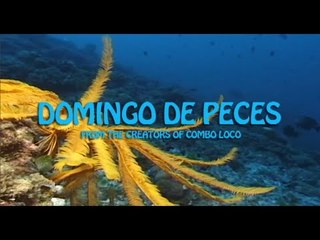 Domingo de Peces