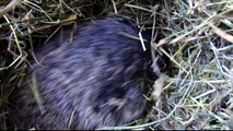 Hautes-Alpes : le réveil d'une marmotte jour après jour à Chabanon