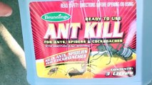 Pest Inspection - DIY Home Pest Control - www.killapest.ae