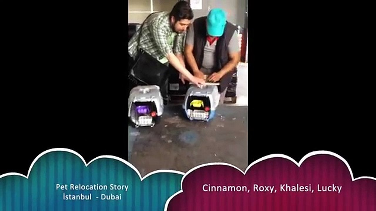 Dubai Relocation Company - Pet Relocation Story Istanbul - Dubai - www.homemovers.ae