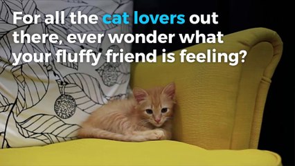 6 ways your kitty tries to communicate with you