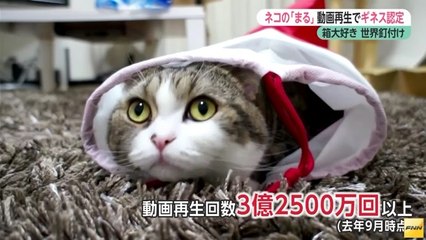 ネコの「まる」、YouTubeで最も視聴された動物として、ギネス世界記録認定