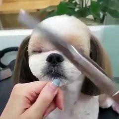 dog haircut so cute - chú chó cắt tóc dễ thương