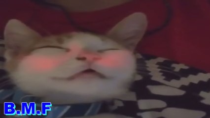 Gatos Engraçados e Loucos | Funny And Crazy Cats | B.M.F