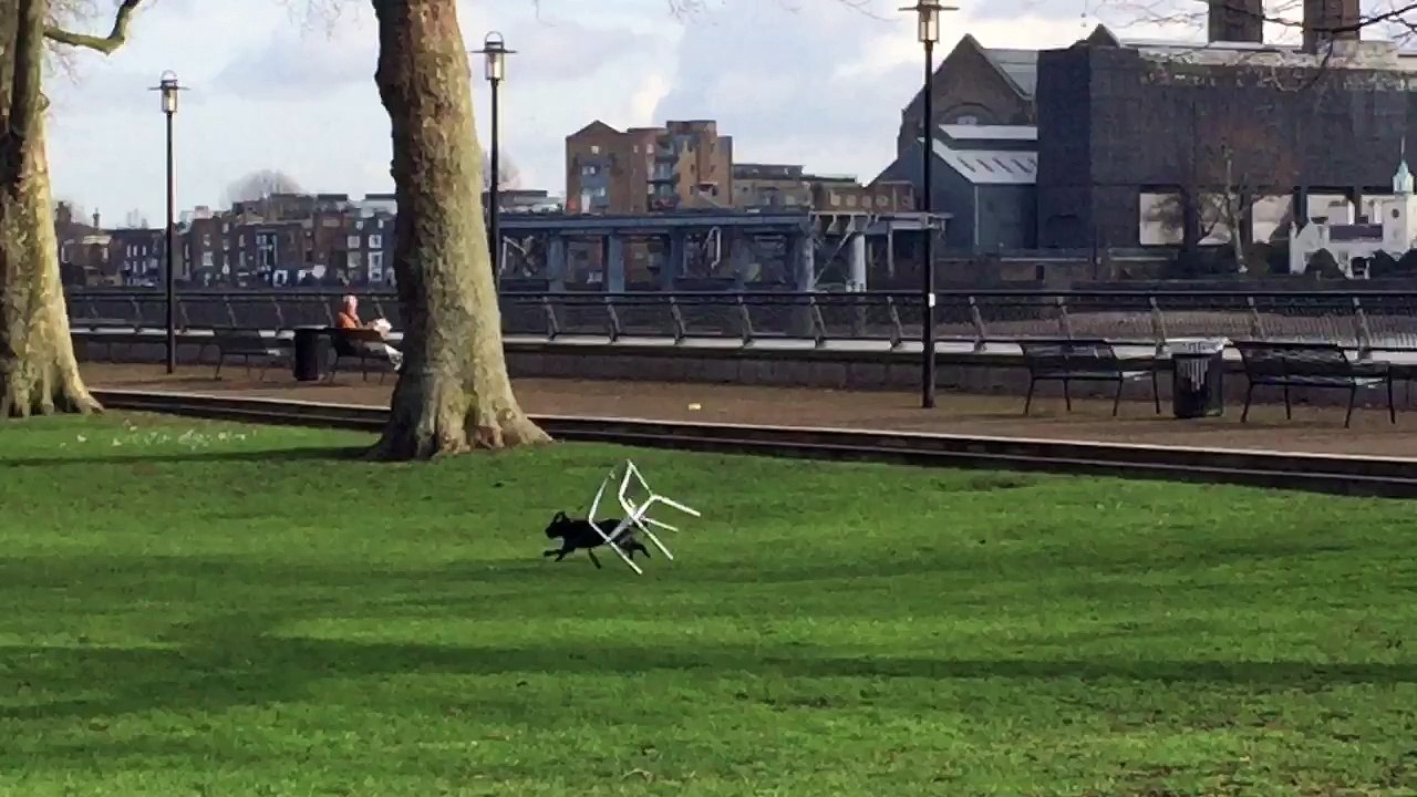 Chair Chases Dog Through Park