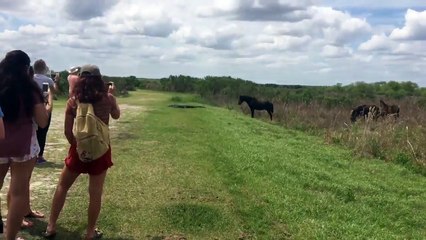 Cheval vs Alligator