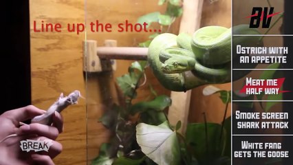 8 Sinir Bozan Hayvanlar Derlemesi