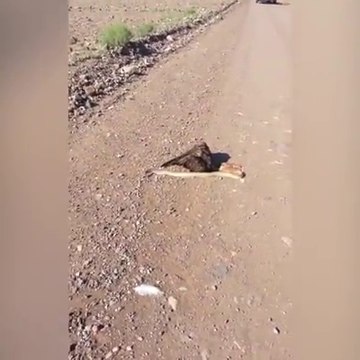 Two predators: Snake vs Eagle