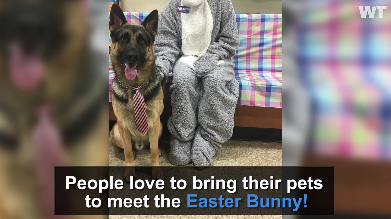 Pets Meet The EASTER BUNNY!