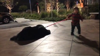 Un chien veut vraiment pas se promener