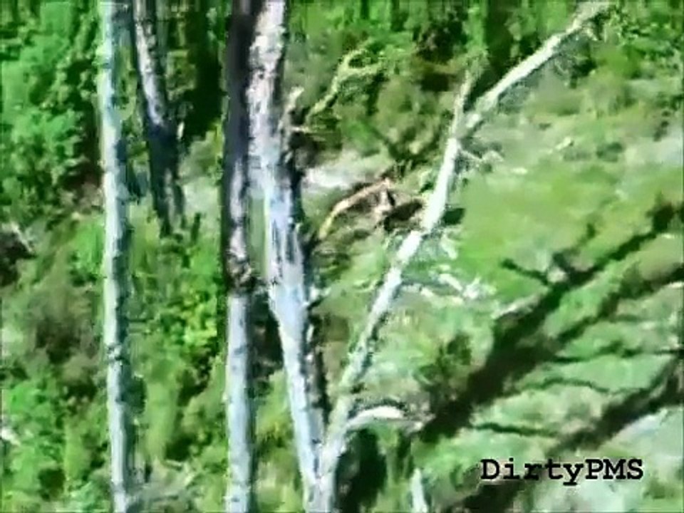 Documentary Short Film The Haast Eagle ( VERY INTERESTING STORY ABOUT EAGLES) http://BestDramaTv.Net