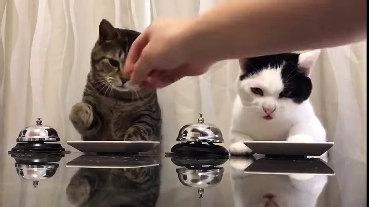 These Cats Are Taking Over The World With Their Polite Manners