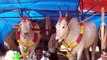 Indian cow : a moving temple (documentary) http://BestDramaTv.Net