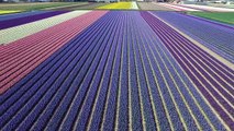 Ecco lo spettacolo dei fiori leggendari dell'Olanda: una visione affascinante!