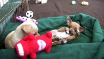 Chihuahua Puppies Play With Toys Part 11!