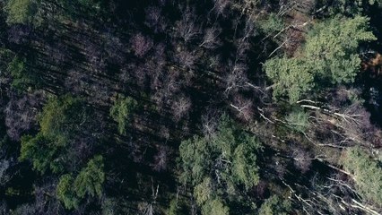 Daniel Adams-Ray - Isabel