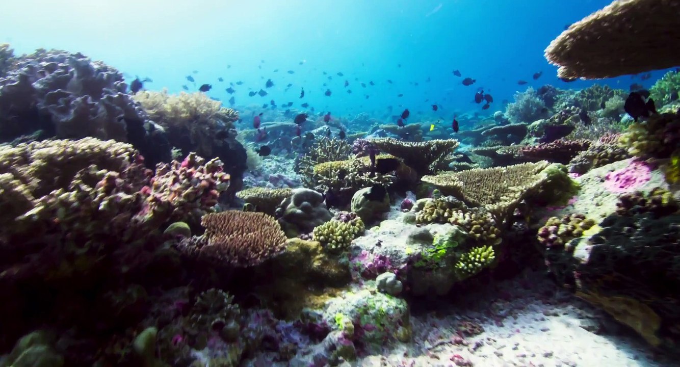 Disneynature's Dolphins Trailer #1 (2018)