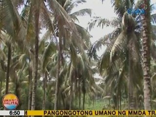UB: Mga puno ng niyog sa Zamboanga City at Sulu, apektado na rin ng Cocolisap