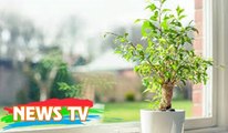 12 loại cây làm sạch không khí trong nhà