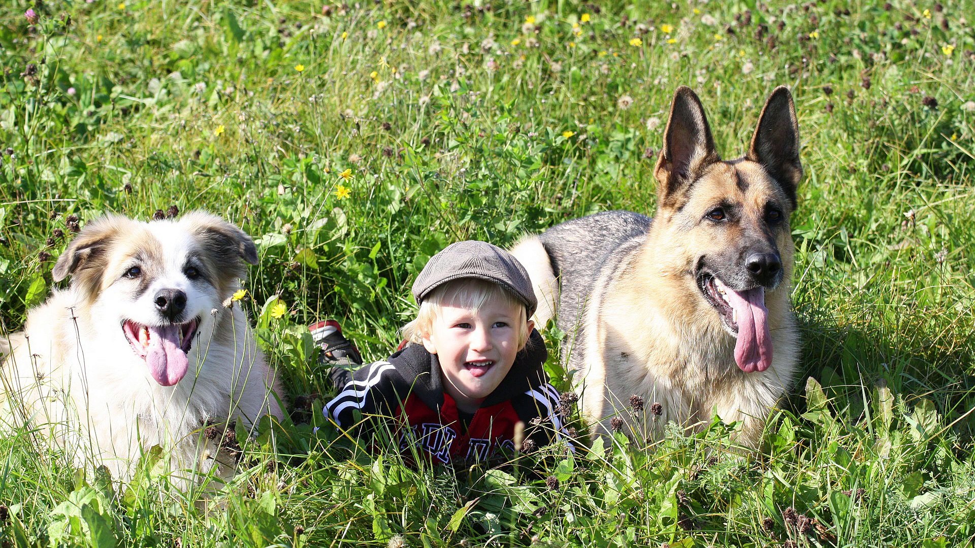 ⁣Pets Channel , Century pets Complete pet care guide