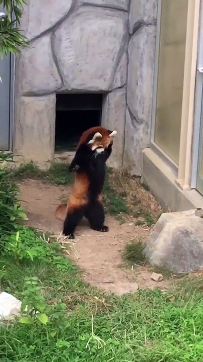 sacré panda