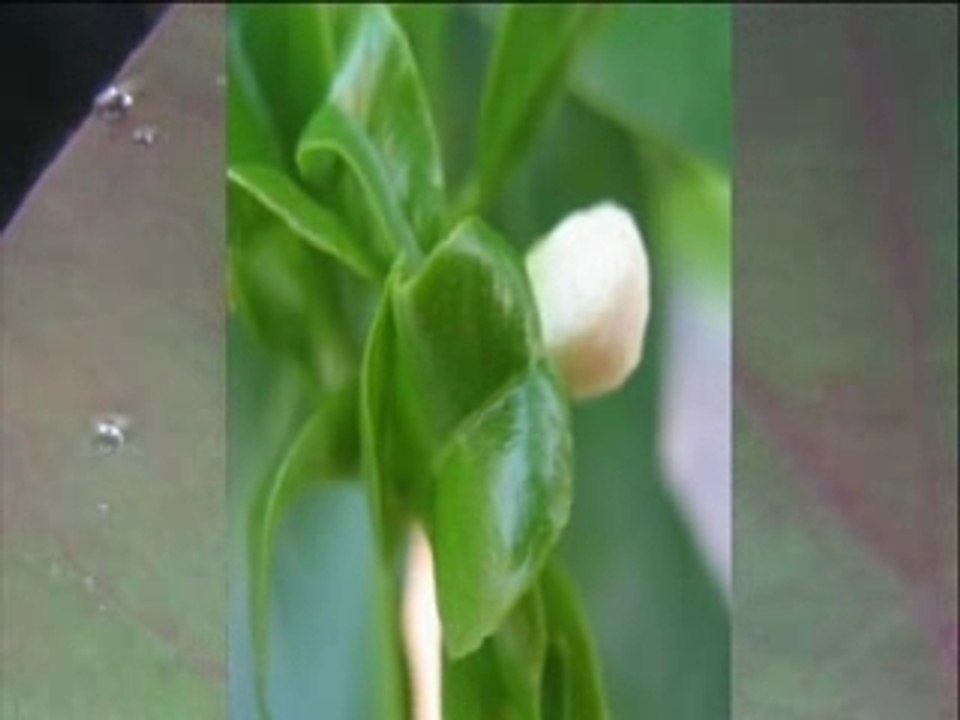 Leaf_T