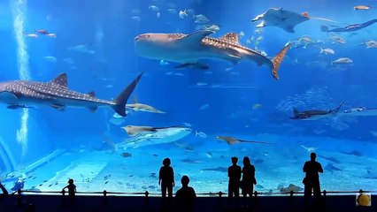 Самая Новая ая Муз