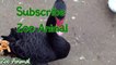 Real Duck Chicke n Swan in farm animals - Farm Animals video for kid