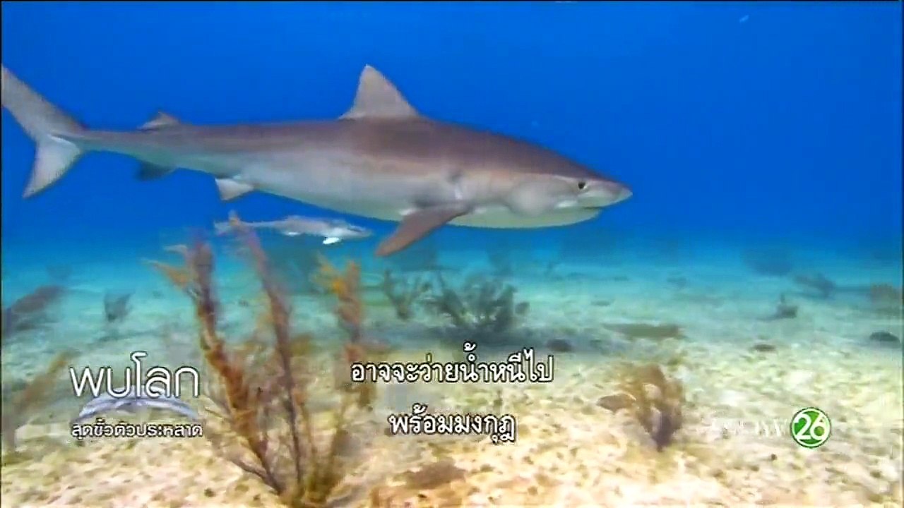 สารคดี Planet Earth - ฉลาม