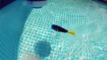FINDING DORY SWIMMING FISH TOYS IN THE POOL OR TUB NEMO MARLIN MR RAY DIS