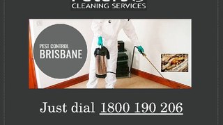 Brisbane_Pest_Exterminator