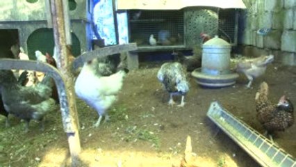 50 Bin Dolarlık Kümes