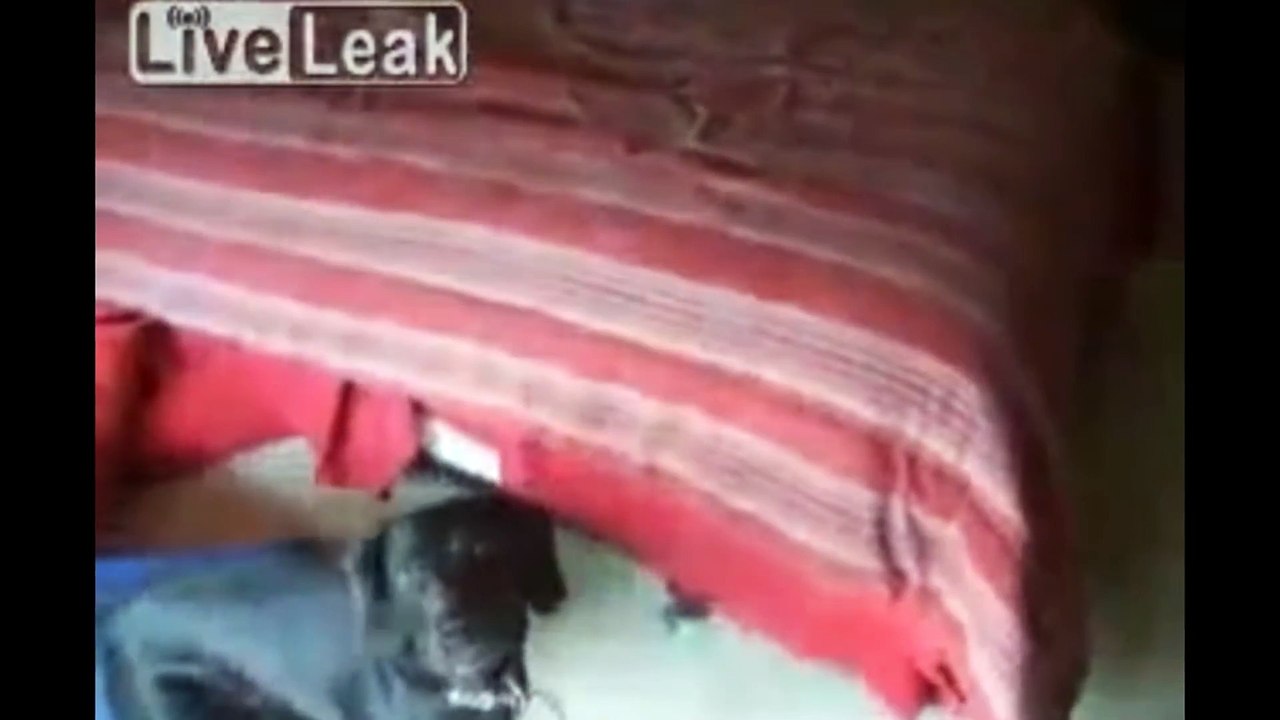 Dogs just don't want to bath